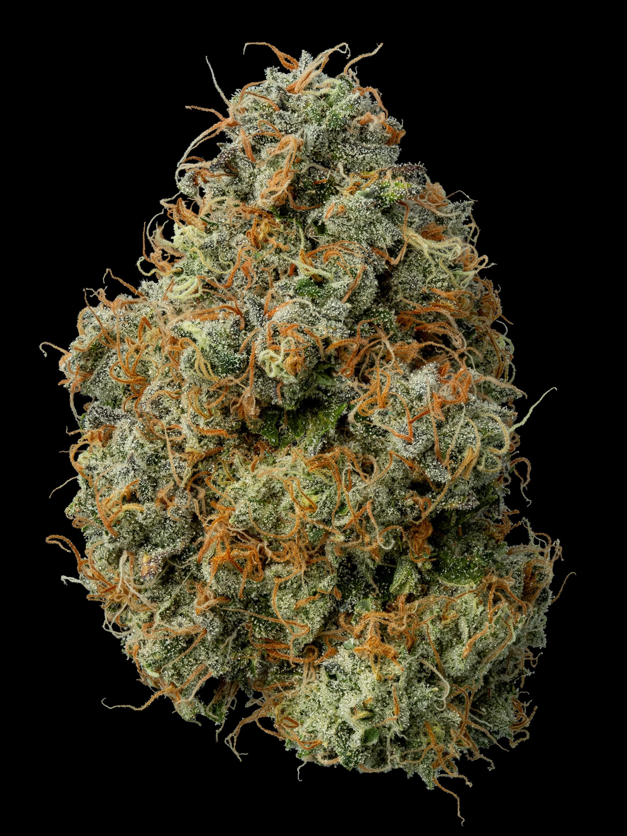 Black Maple 22